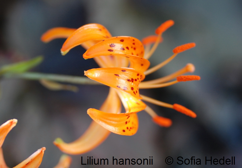 Lilium hansonii, flcklilja